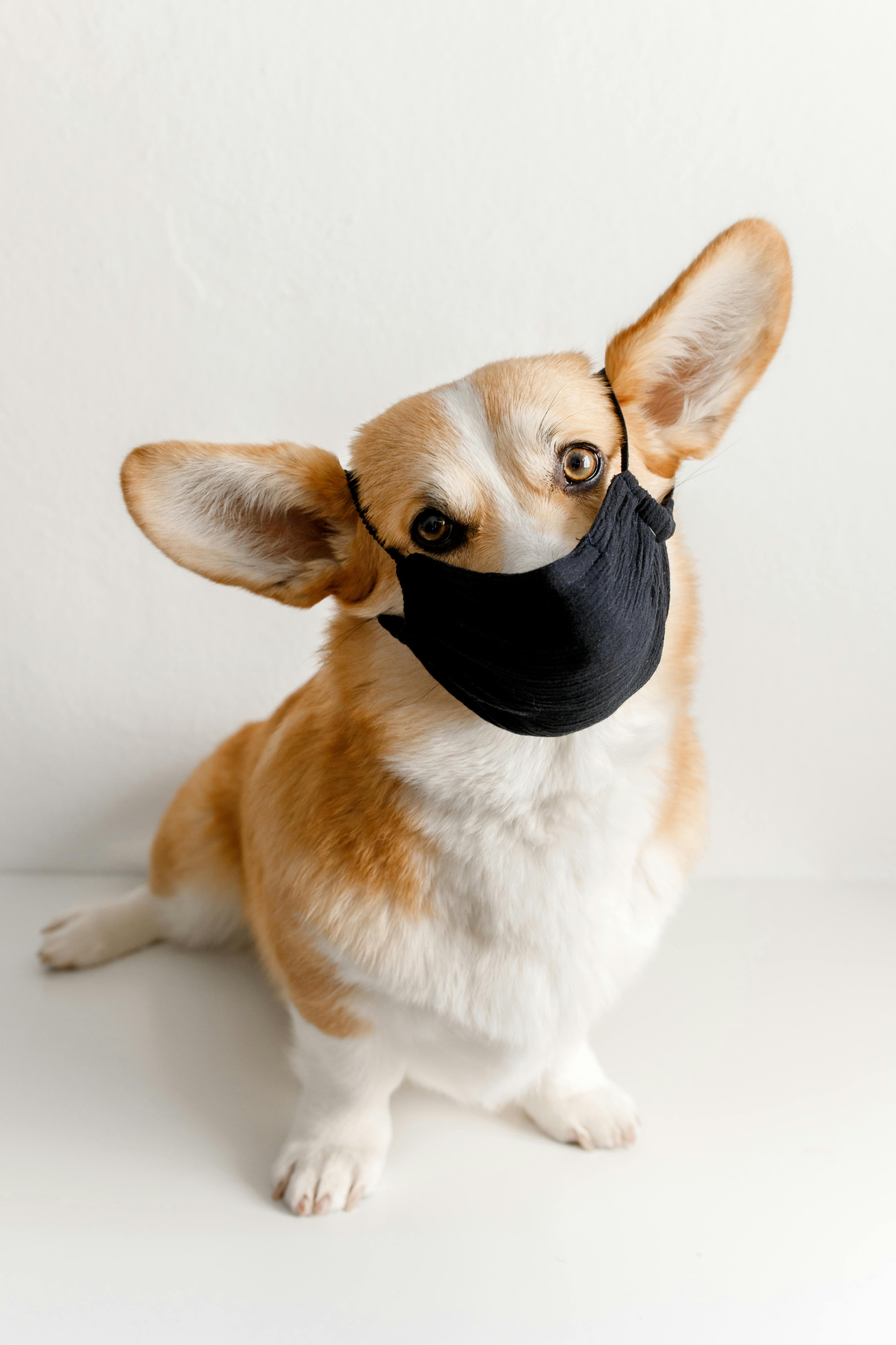 dog wearing mask