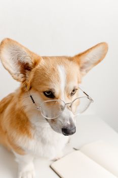 戴着眼镜的柯基犬，看起来可爱又聪明