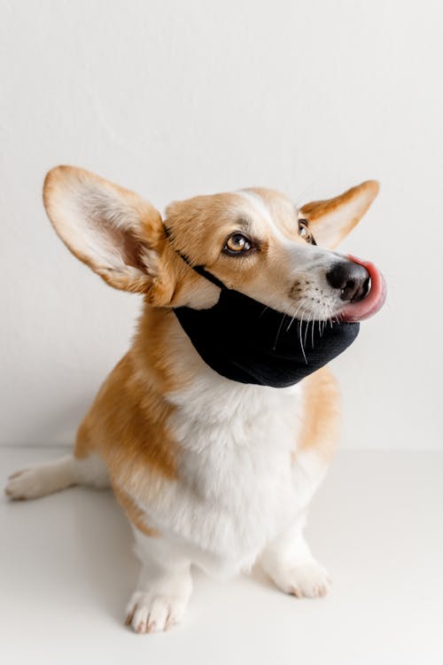 Kostenloses Stock Foto zu drinnen, gesichtsmaske, haustier