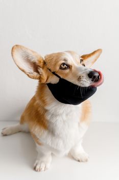 一只可爱的柯基犬戴着口罩，在工作室的白色背景前舔着嘴唇