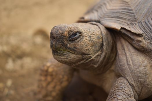 Wild turtle on ground in wildlife