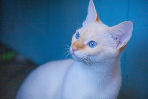 Kostenloses Stock Foto zu aufmerksam, aufmerksamkeit, blaue augen