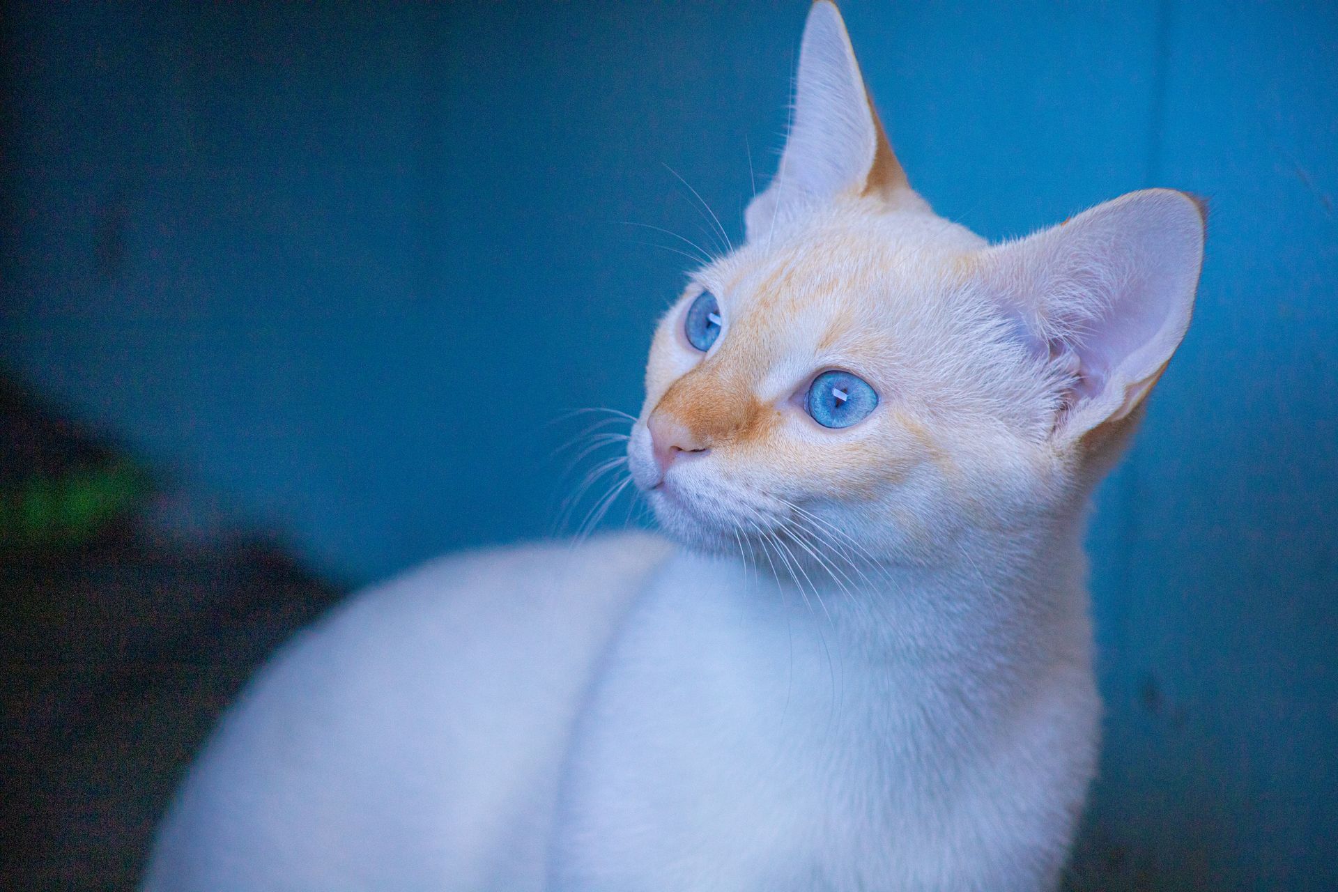 Attentive Siamese cat with white fur looking away while sitting on floor on blurred background