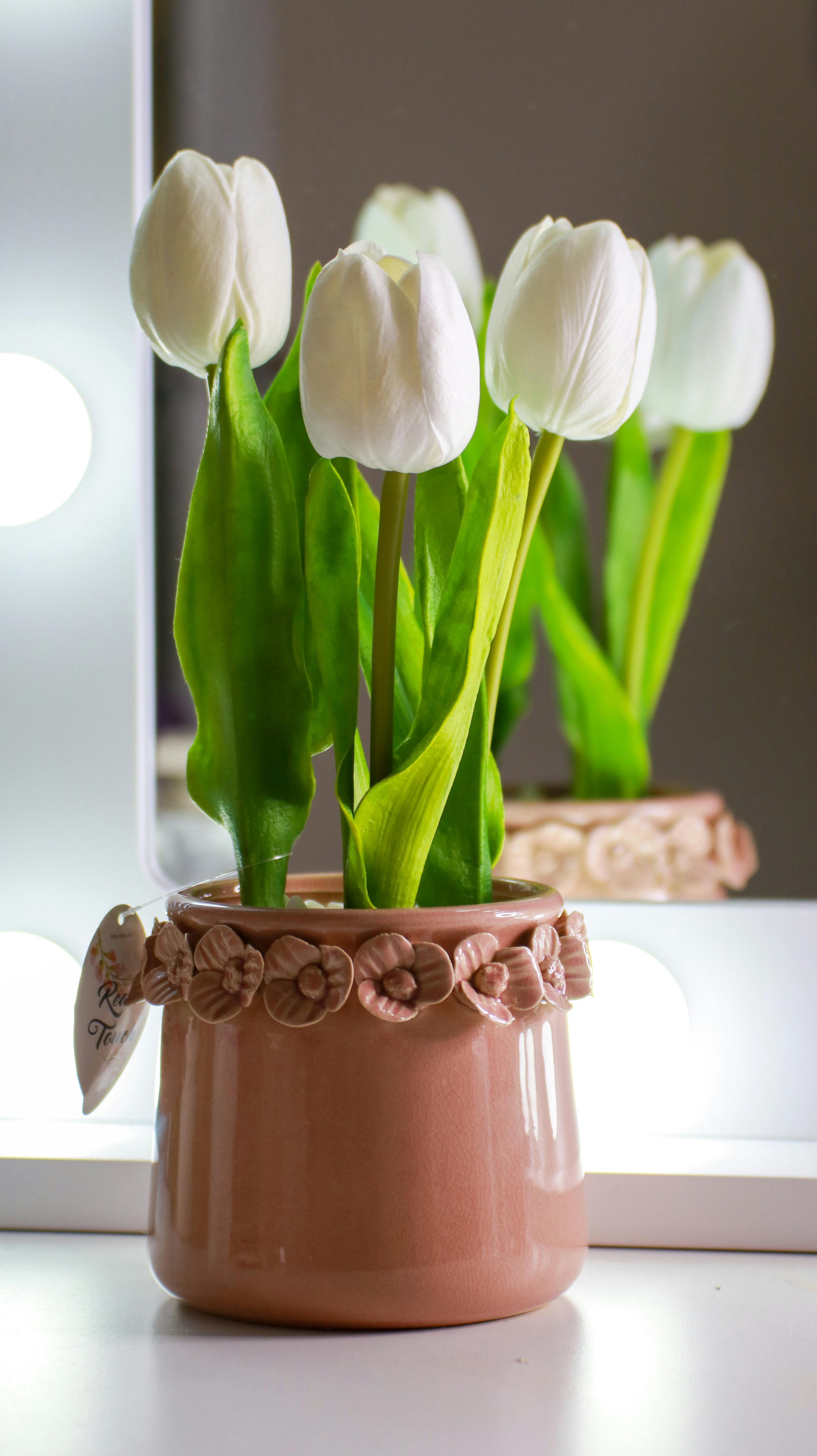 Fresh white tulips in ceramic pot · Free Stock Photo