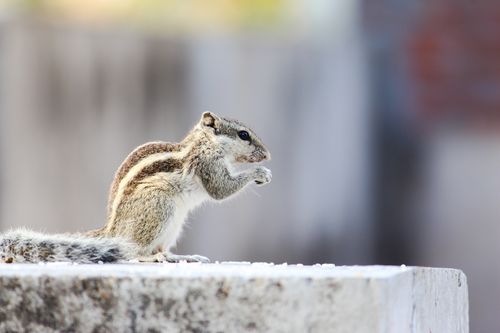 Free A cute chipmunk sitting on a concrete surface in natural daylight, showcasing its furry details. Stock Photo