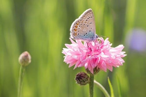 Δωρεάν στοκ φωτογραφιών με lycaenidae, άγρια φύση, άγριος