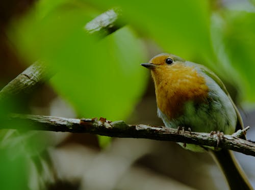 doğa, gardenbird, İngiltere içeren Ücretsiz stok fotoğraf