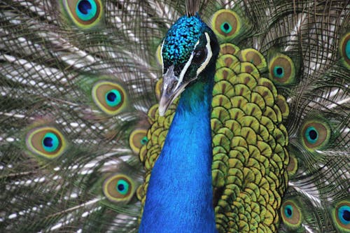 Blue and Yellow Peacock