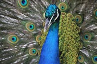 一只孔雀的特写，生动地展示其色彩缤纷的羽毛