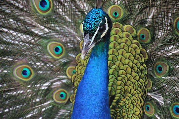 Peacock