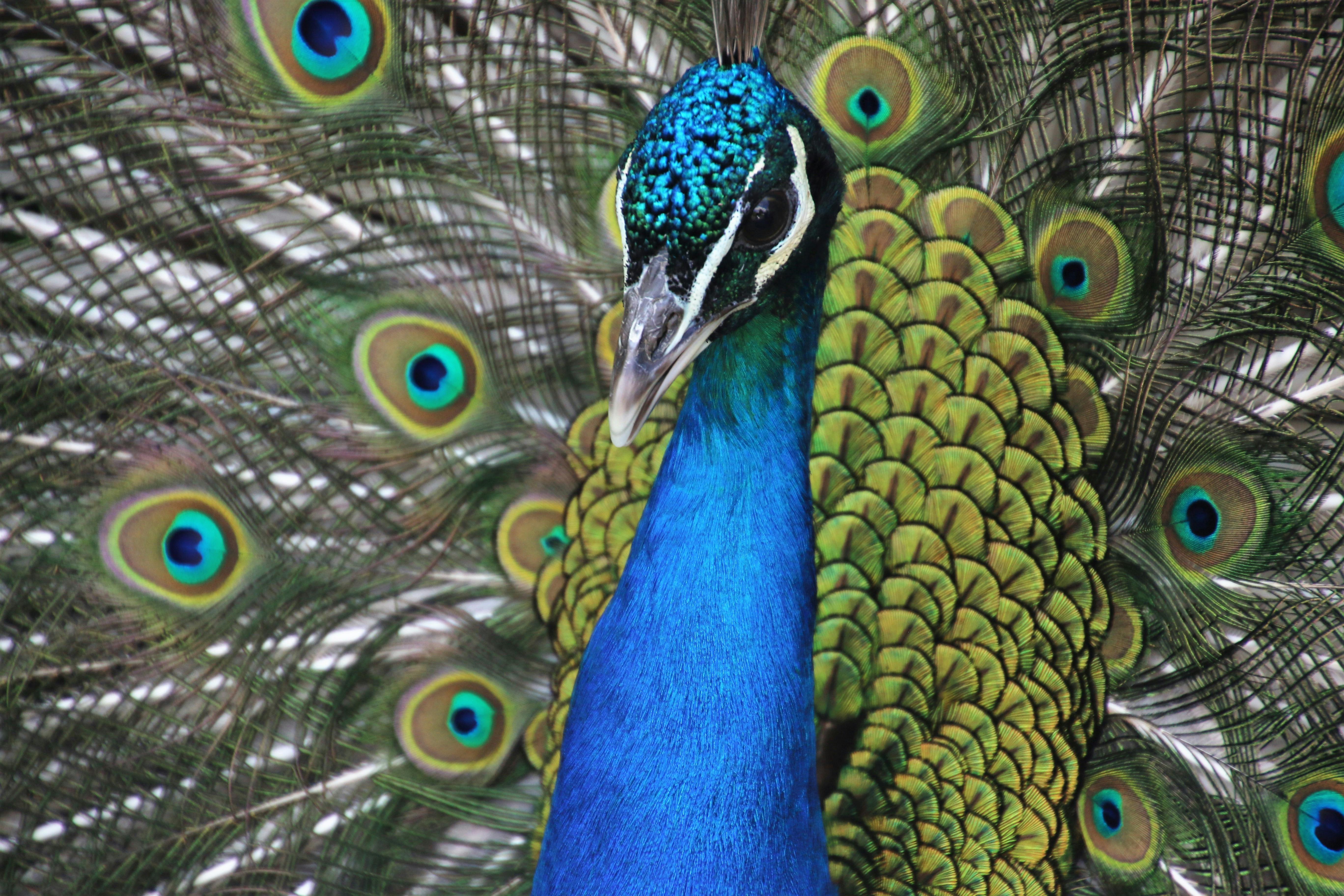 Green and Blue Peacock Feather · Free Stock Photo