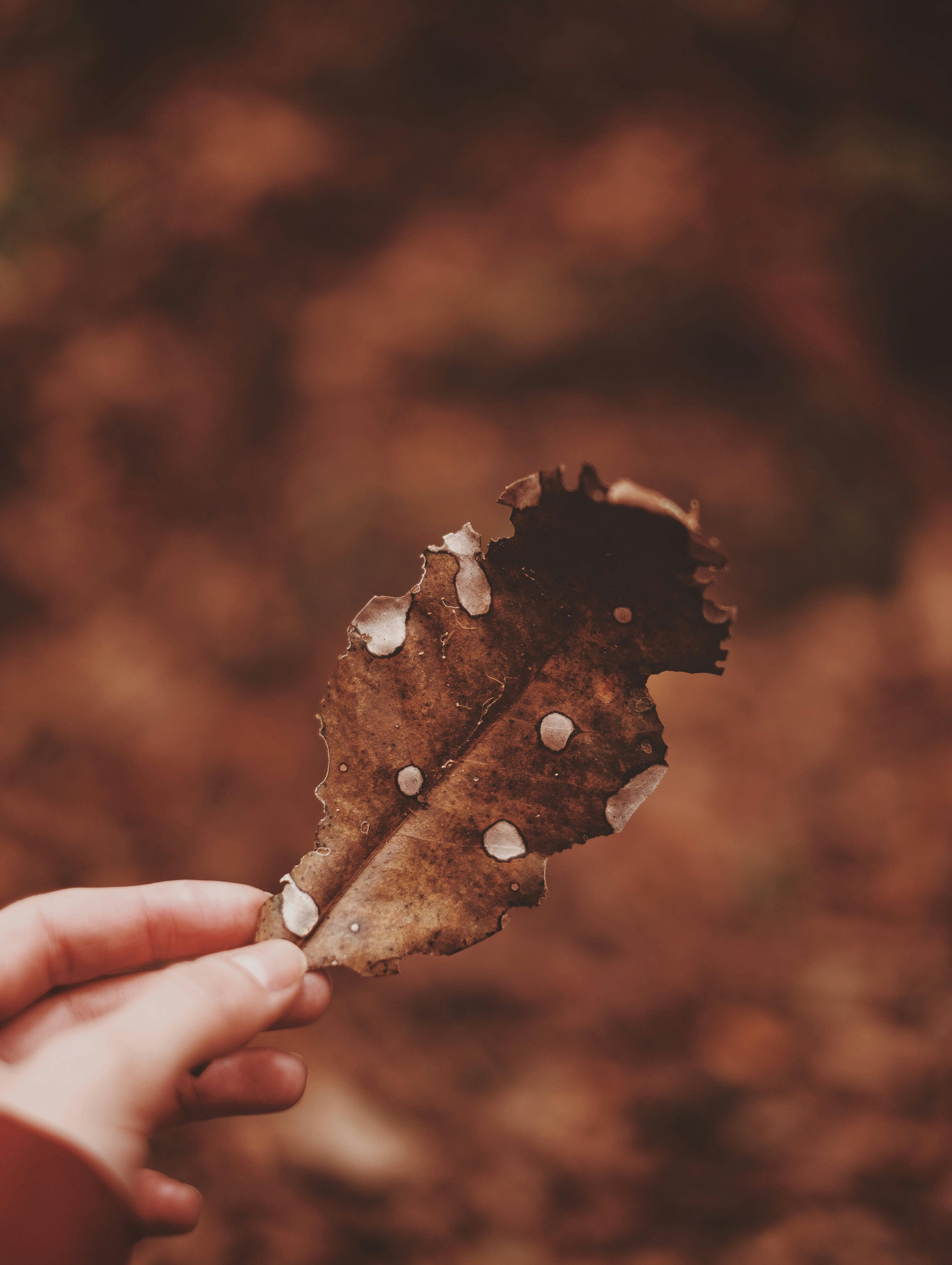 A hand holds a brown autumn leaf with raindrops, highlighting fall textures.