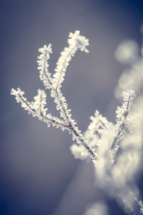 Kostnadsfri bild av fryst, makro, vinter