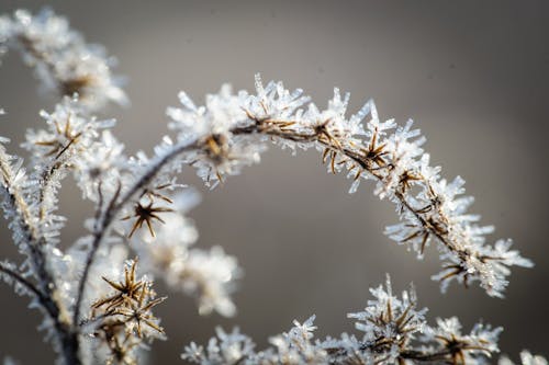 Бесплатное стоковое фото с зима, максросъемка, мороз