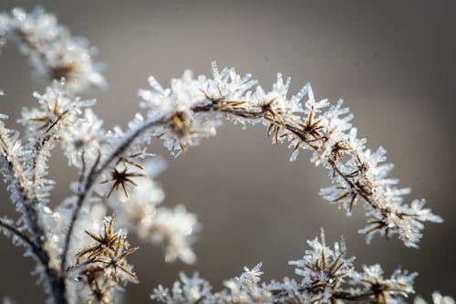 Kostnadsfri bild av fryst, makro, vinter