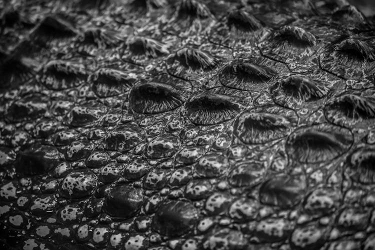 Close-up Shot Of A Crocodile Skin