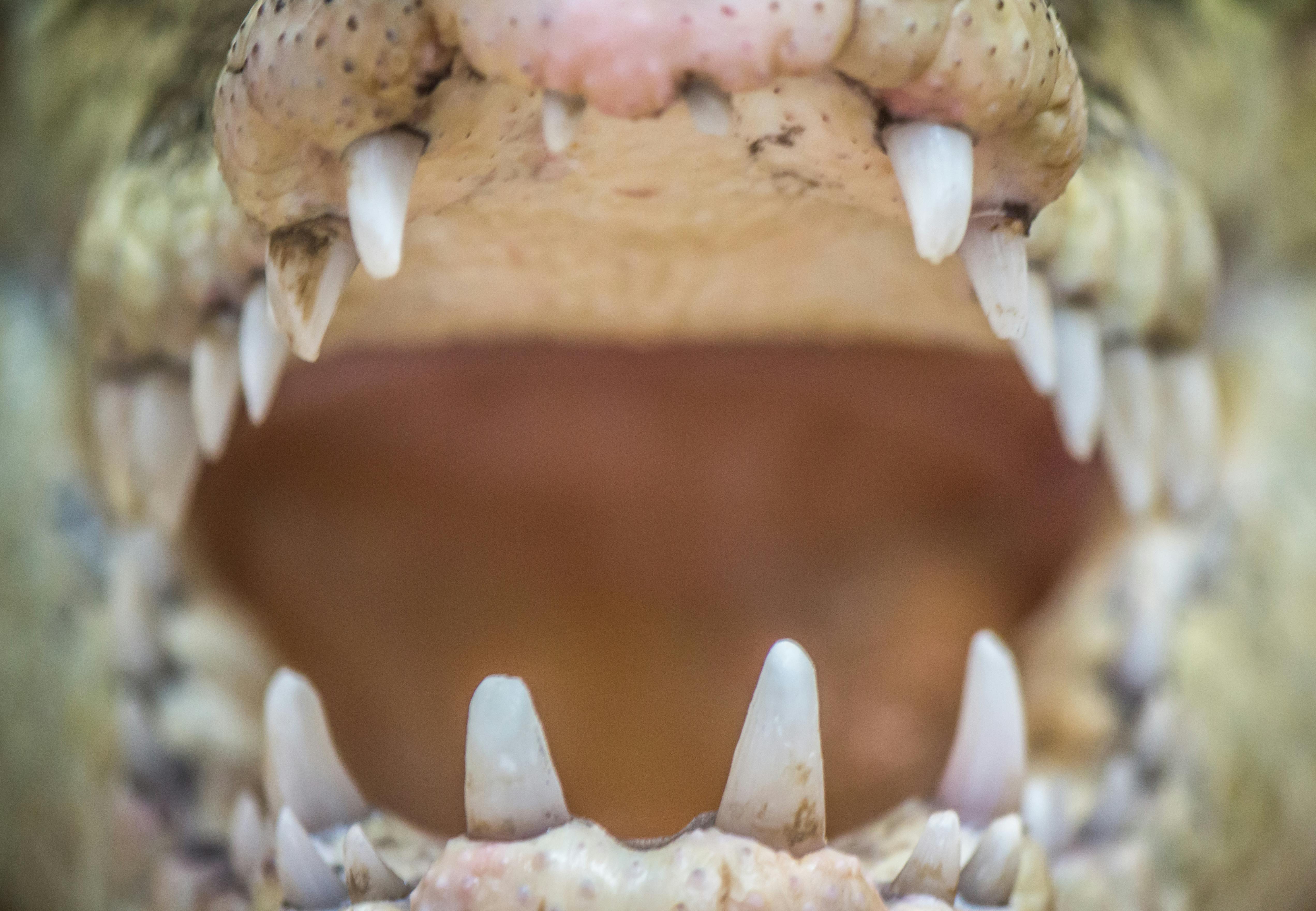 Foto de stock gratuita sobre animal, boca, cocodrilo, dientes, enfoque  superficial, fotografía de cerca, mandíbulas