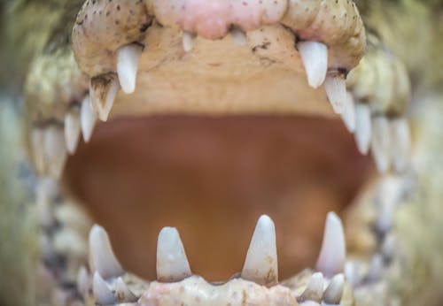 Close-Up Shot of Crocodile Mouth