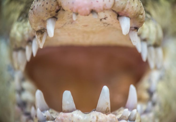 Close-Up Shot Of Crocodile Mouth