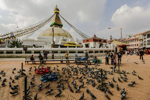 Foto stok gratis Agama Buddha, burung-burung, fasad