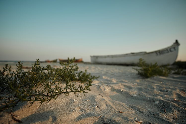 Old Ship And Bushes In Desert