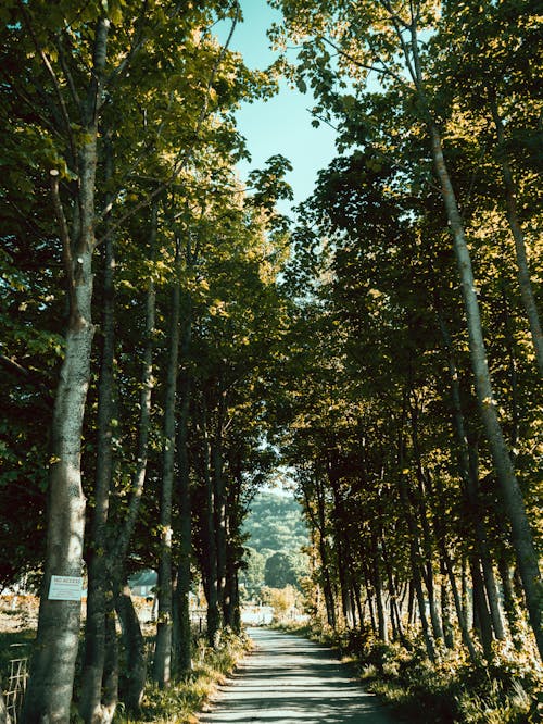 Ingyenes stockfotó erdő, fák, függőleges lövés témában