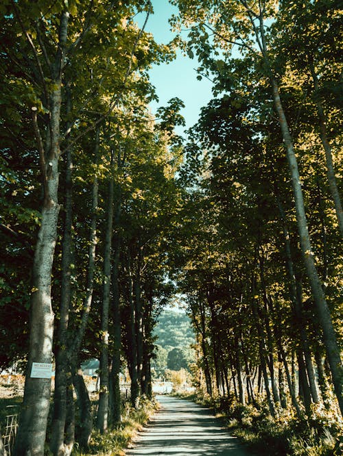 Photo of Pathway Between Trees