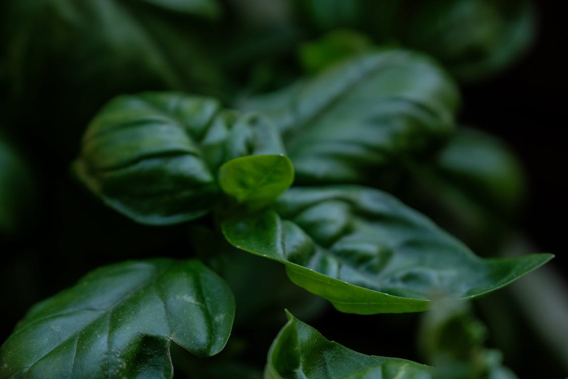 Free Green Leaves in Macro Lens Stock Photo