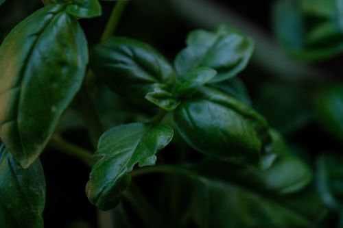 Free Macro photograph of vibrant green basil leaves showcasing their texture and growth. Stock Photo