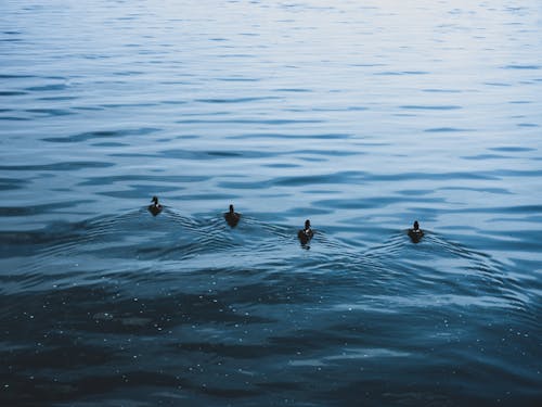 Flack of birds leaving ripples on wavy water surface of sea next to coast in daylight