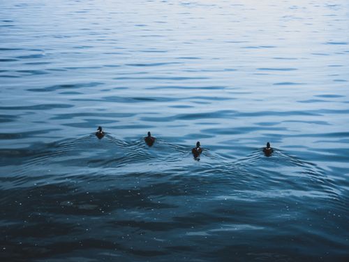 Free Flack of birds leaving ripples on wavy water surface of sea next to coast in daylight Stock Photo