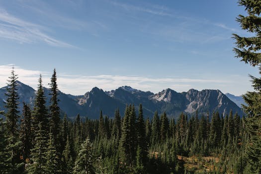 Breathtaking view of Mount Rainier National Park with conifer trees and distant mountain range under a clear blue sky.