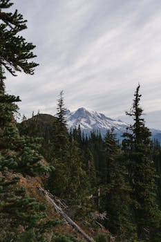 Breathtaking vertical shot of snow-capped Mount Rainier surrounded by evergreen trees on a cloudy morning.
