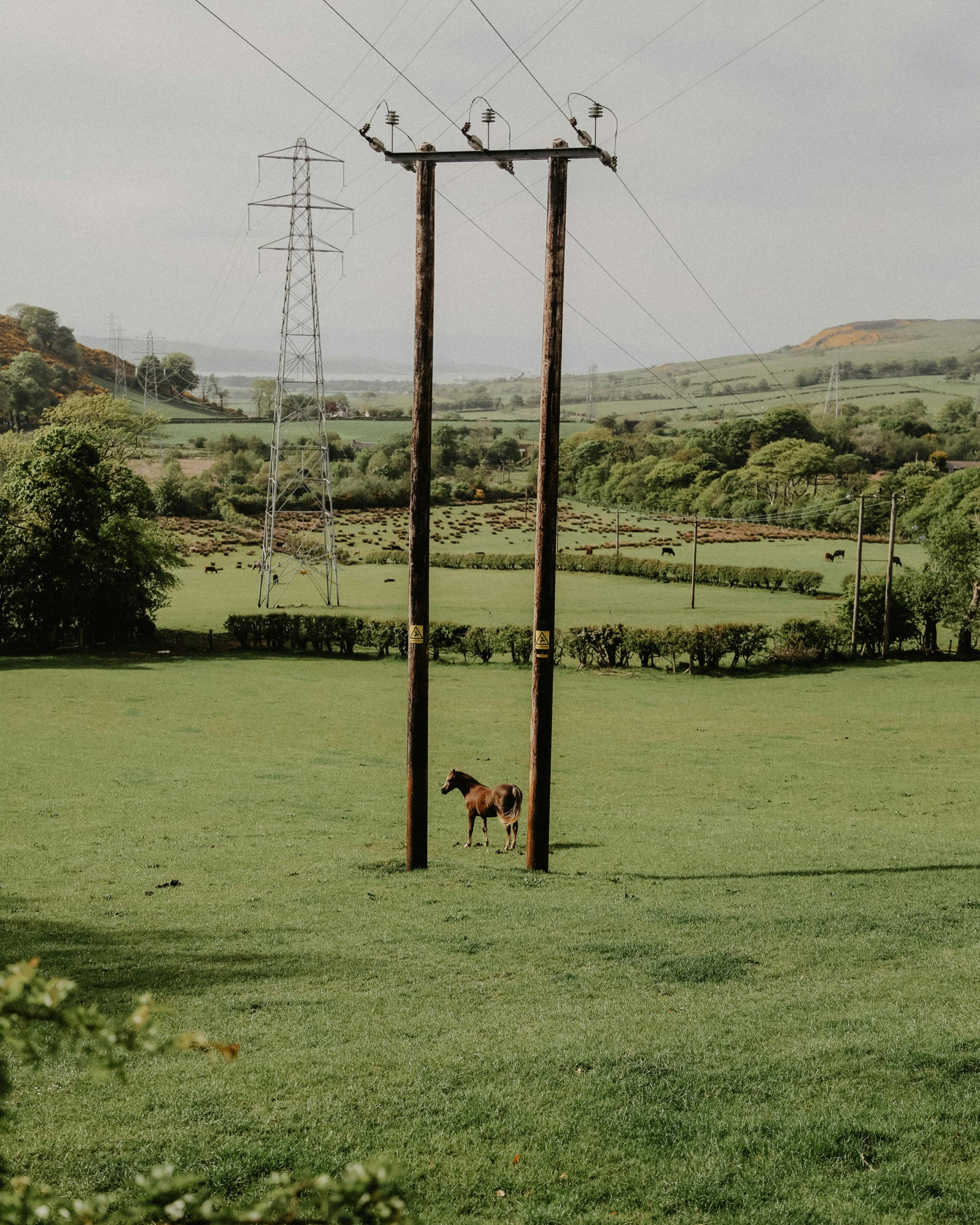 A calm scene in West Kilbride with a horse under power lines amid rolling hills.