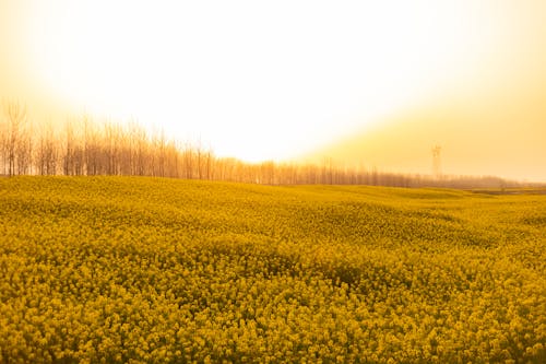 Yellow Flower Field during Sunset