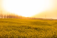 Yellow Flower Field during Sunset