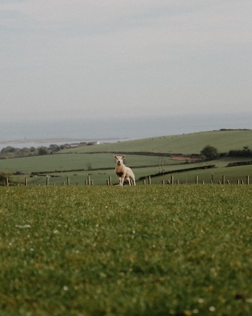 A solitary sheep stands in a lush green field in West Kilbride, Scotland.