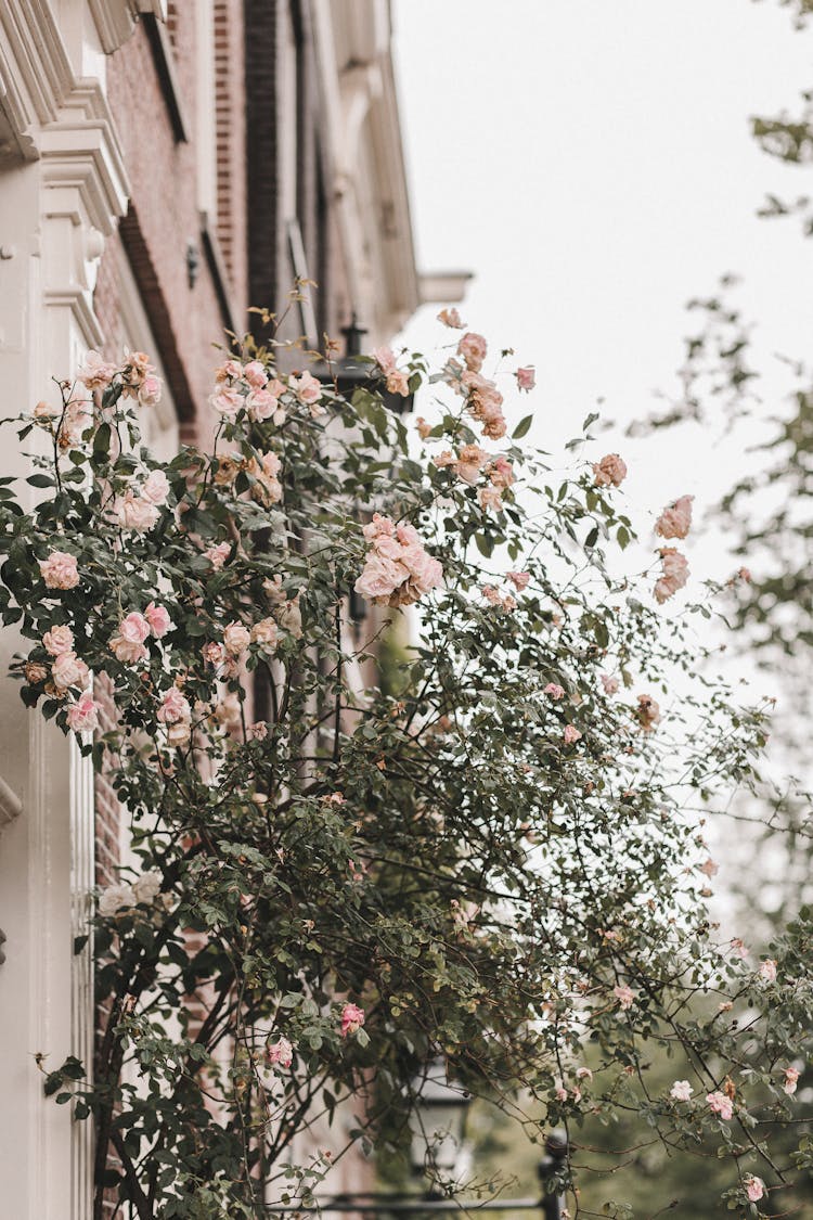 Photo Of Flowering Tree