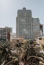 Green Palm Tree Near City Buildings