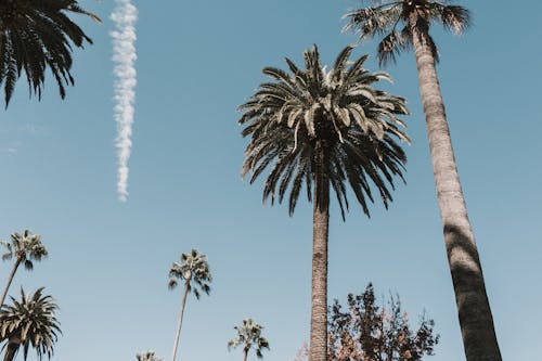 Kostenloses Stock Foto zu aufnahme von unten, bäume, blauer himmel