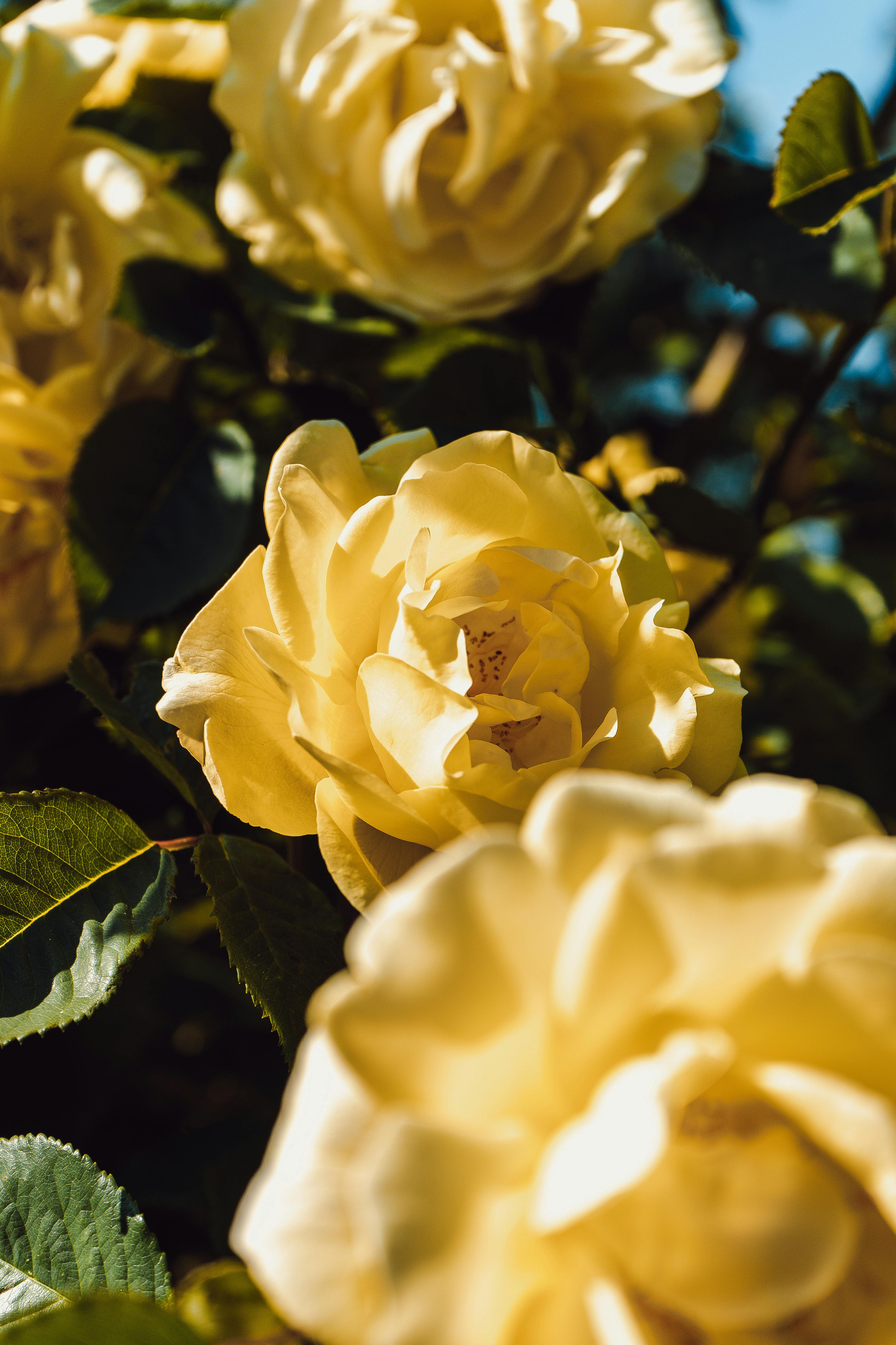 Yellow Flowers in Bloom · Free Stock Photo