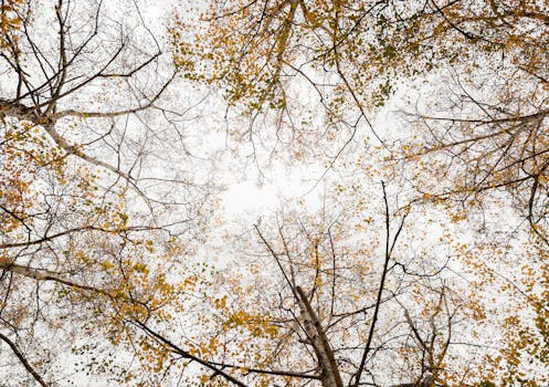 Captivating autumn foliage view from below in Melbourne. Golden leaves frame the serene sky.