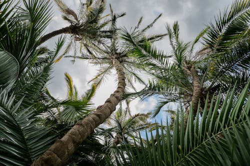 Low Angle Photo of Green Palm Trees