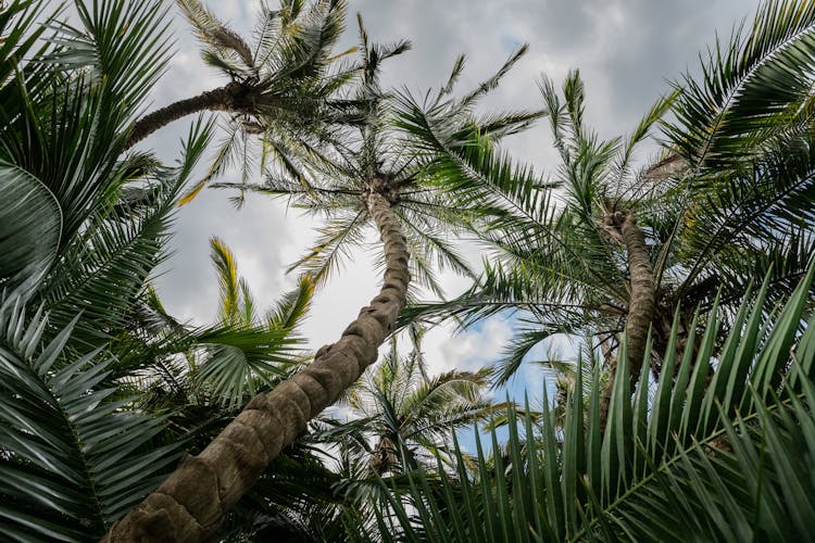 Low Angle Photo Of Green Palm Trees