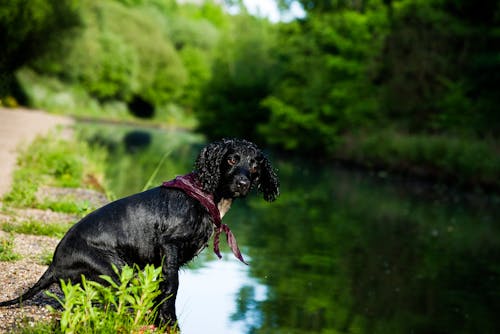 개, 자연, 코커 스패니얼의 무료 스톡 사진