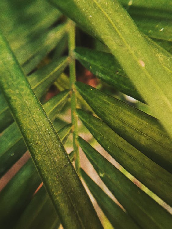 Free Green Leaf Plant in Close Up Photography Stock Photo