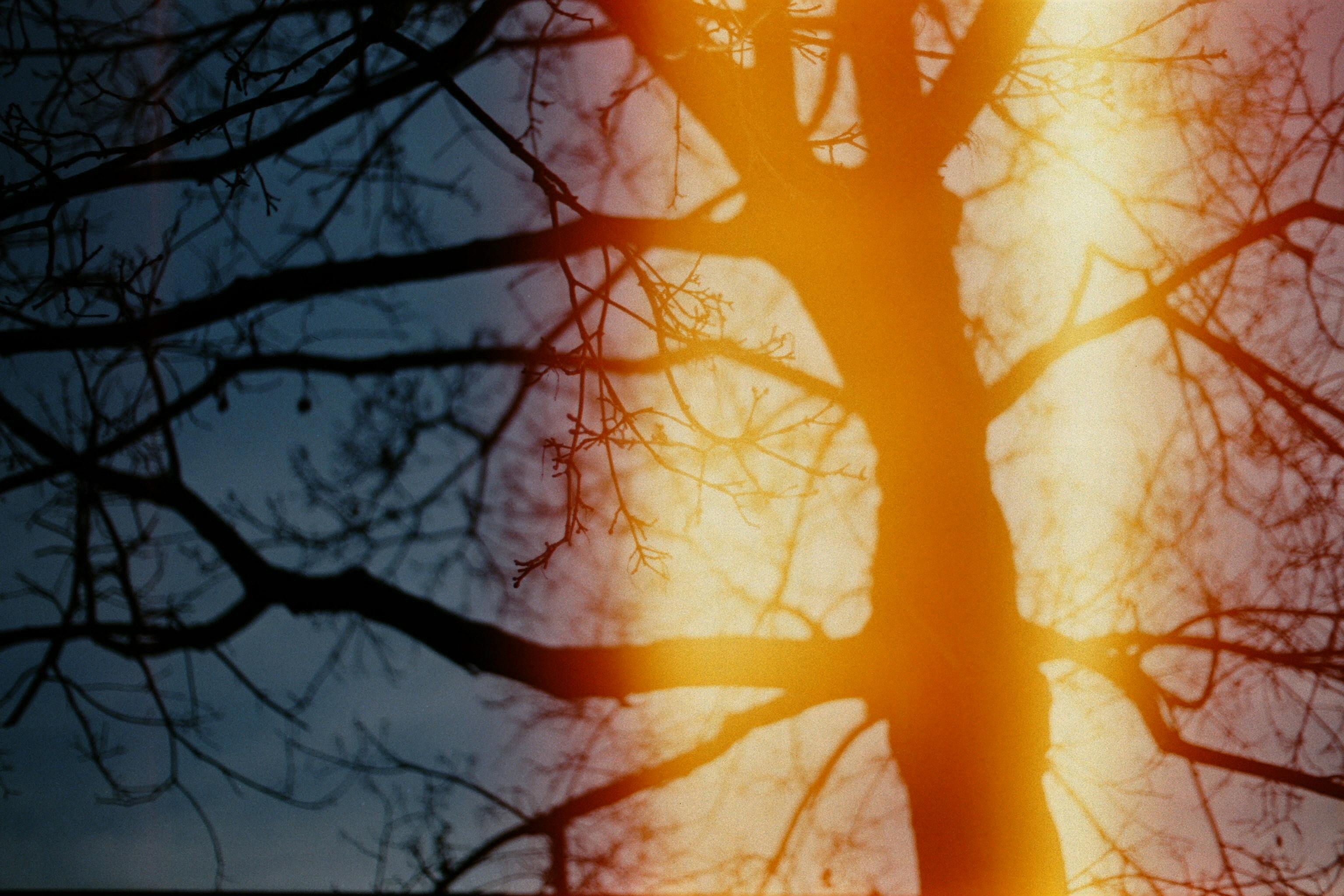 Artistic silhouette of a leafless tree with sunbeams casting a dramatic glow.