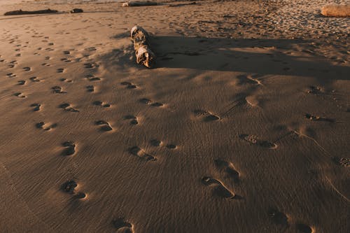 Photo of Footprints on Beach
