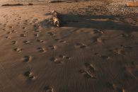 Photo of Footprints on Beach