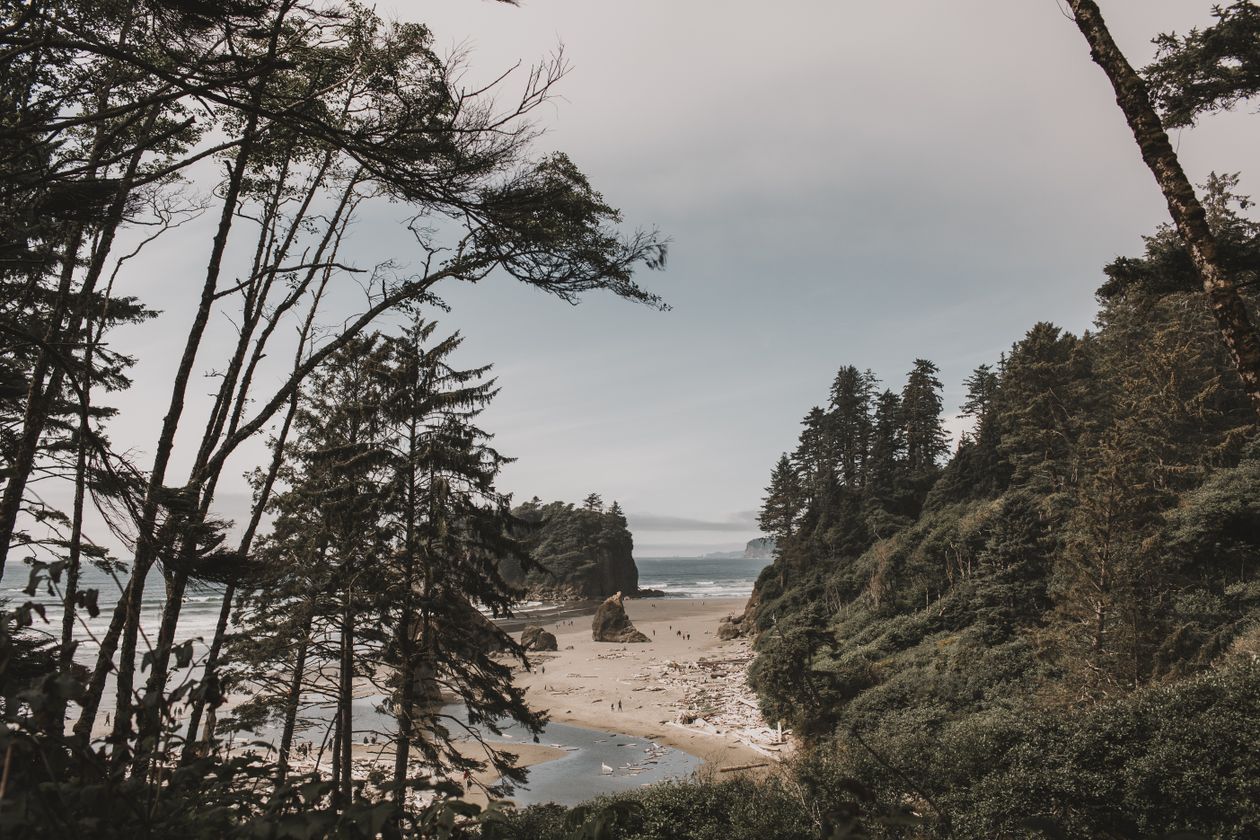 Stony shoreline with trees under a clear sky